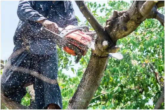 tree services Blue Ridge Summit